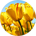 Honey S profile picture